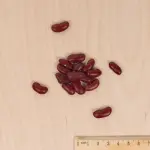 Légumes Secs - Haricot Nain à Ecosser Canadian Wonder (type Rognon de Coq) - 10 m - Cuisine du Monde - MEDIA_3D